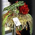 Gardenia 2009 - Tomasz Kuczyski  fot. Portal Asflor